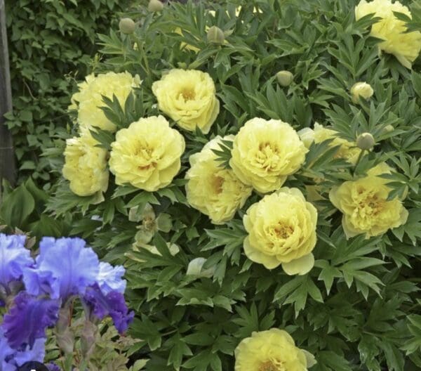 Yellow roses blooming with purple flowers in a garden.