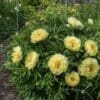 Bush of yellow peony flowers blooming in a garden.