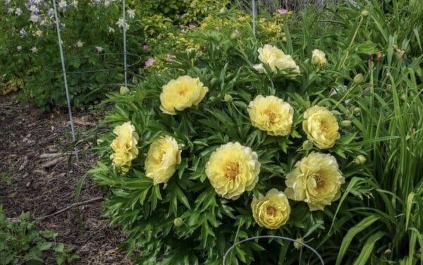 Bush of yellow peony flowers blooming in a garden.