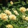 Cluster of pale yellow peonies in full bloom.