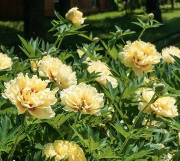 Cluster of pale yellow peonies in full bloom.