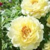 Close-up of pale yellow peony flowers in bloom.