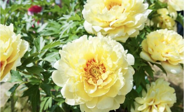 Close-up of pale yellow peony flowers in bloom.