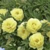 Cluster of pale yellow peony flowers among green foliage.