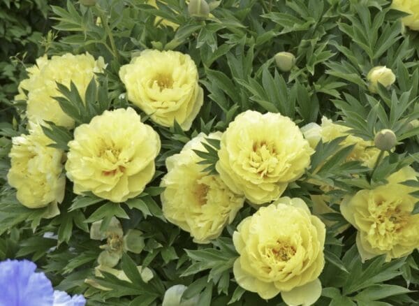 Cluster of pale yellow peony flowers among green foliage.