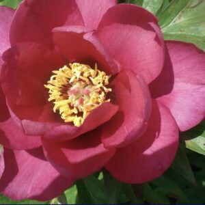Close-up of a vibrant red flower with yellow stamens.