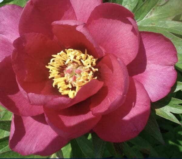 Close-up of a vibrant red flower with yellow stamens.