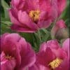 Bright pink peonies in full bloom with yellow centers.