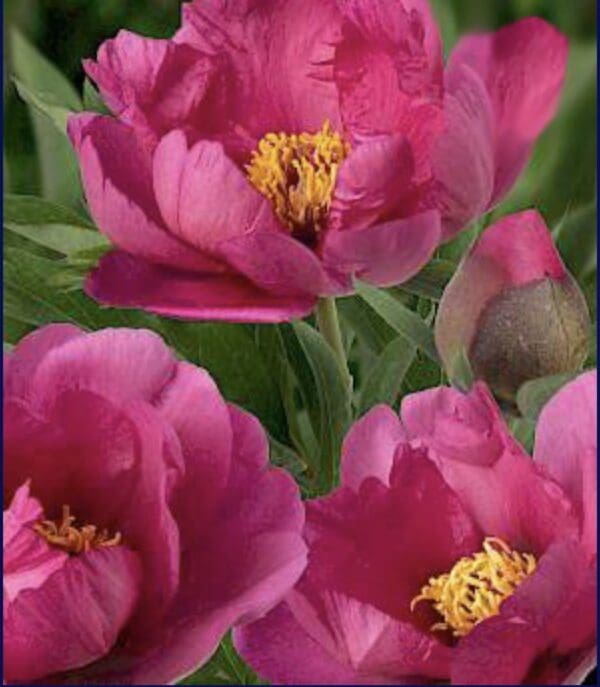 Bright pink peonies in full bloom with yellow centers.