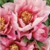 Close-up of vibrant pink peonies with yellow stamens.