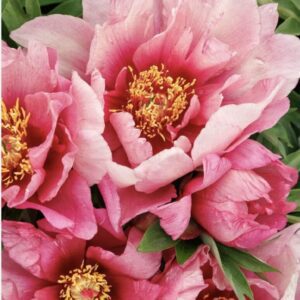 Close-up of vibrant pink peonies with yellow stamens.
