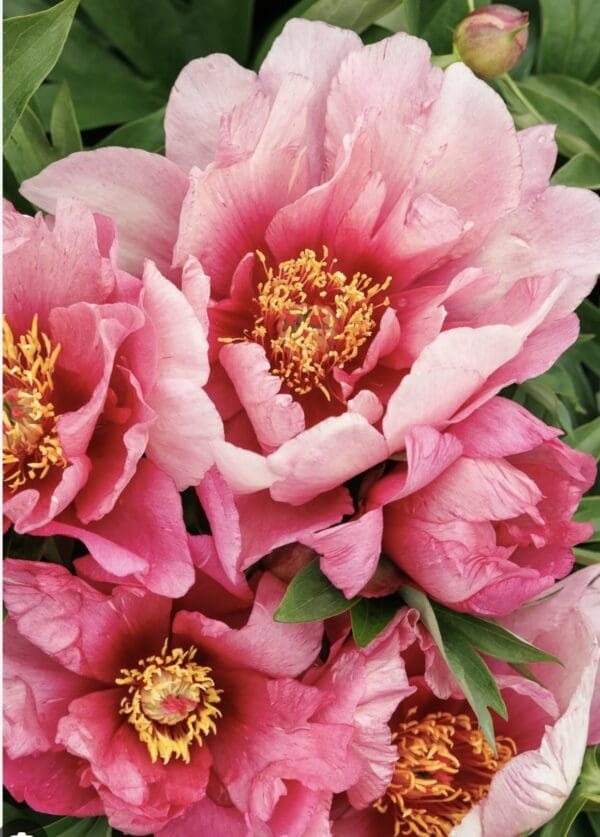 Close-up of vibrant pink peonies with yellow stamens.