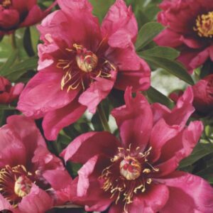 Bright pink flowers with detailed petals and yellow centers.