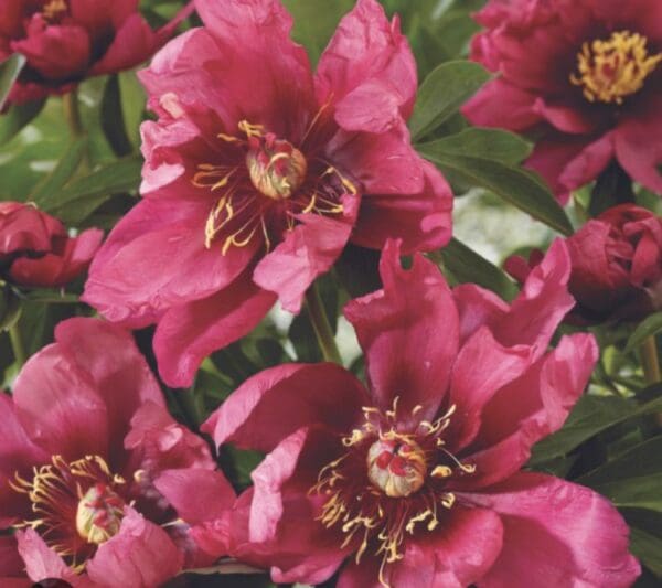 Bright pink flowers with detailed petals and yellow centers.
