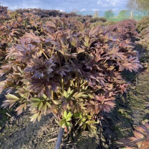 A dense cluster of purple-leaved plants growing outdoors under sunlight.