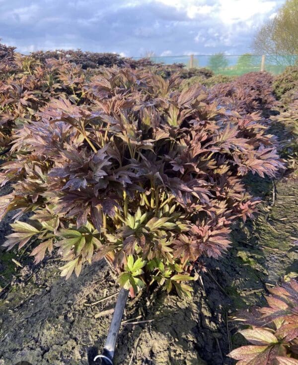 A dense cluster of purple-leaved plants growing outdoors under sunlight.