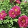Bright pink peonies blooming amidst green leaves in a garden.