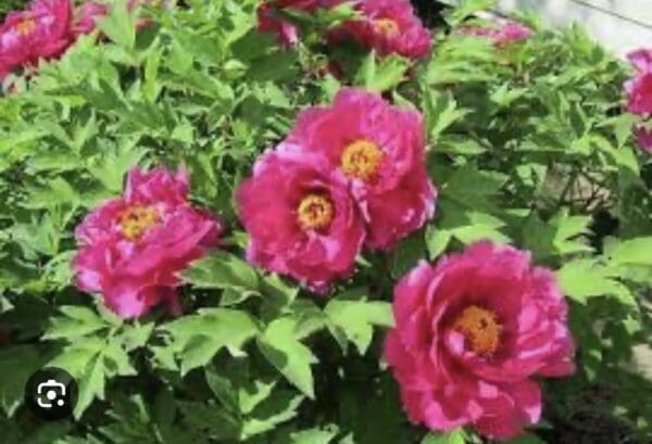 Bright pink peonies blooming amidst green leaves in a garden.