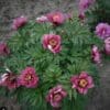Cluster of vibrant pink peony flowers blooming with lush green leaves.