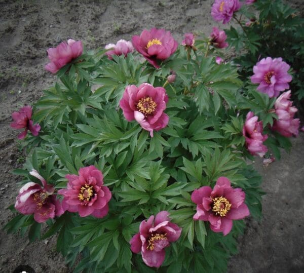 Cluster of vibrant pink peony flowers blooming with lush green leaves.