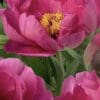 Vibrant pink peony flowers in full bloom with lush green leaves.