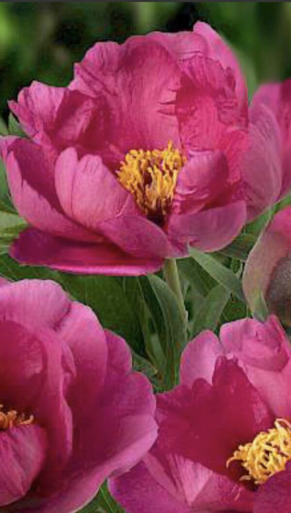 Vibrant pink peony flowers in full bloom with lush green leaves.