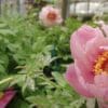Close-up of pink flowers blooming among green leaves.
