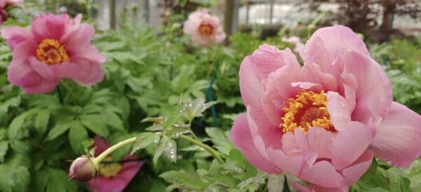 Close-up of pink flowers blooming among green leaves.