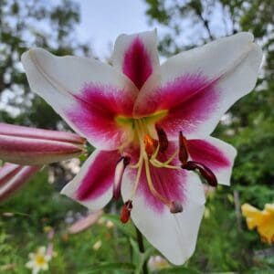 White lily with pink markings in garden.