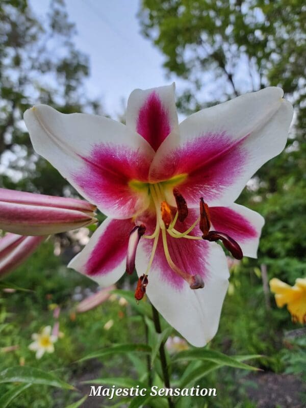 White lily with pink markings in garden.