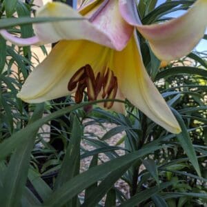 Yellow lily flower with pink accents and foliage.