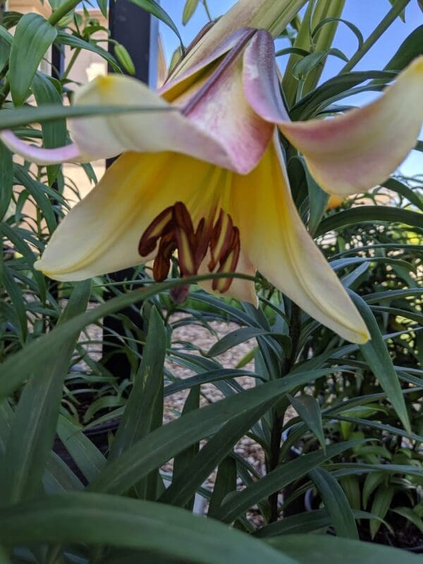 Yellow lily flower with pink accents and foliage.