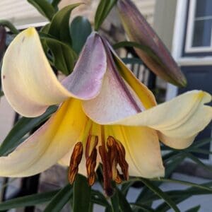 Yellow lily flower with pink-tipped petals.