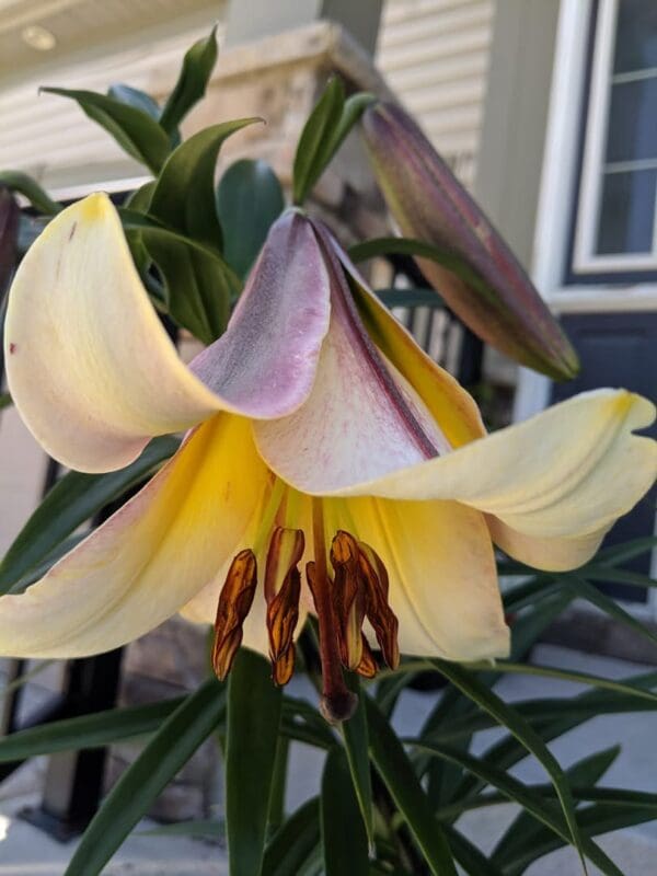Yellow lily flower with pink-tipped petals.
