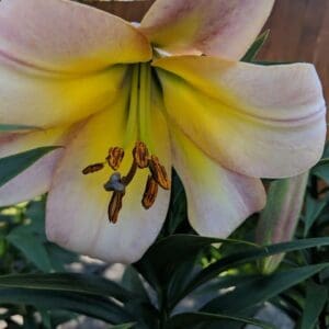 Pale yellow lily with delicate pink edges.