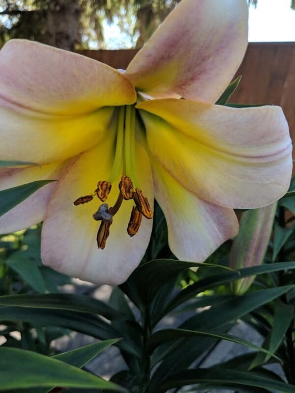 Pale yellow lily with delicate pink edges.