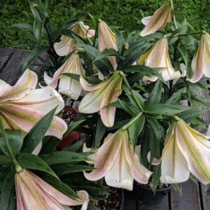Cluster of white lilies with pink accents.