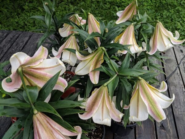 Cluster of white lilies with pink accents.