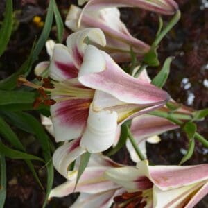 Elegant white lilies with pink accents blooming.