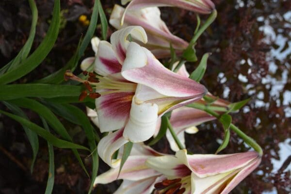 Elegant white lilies with pink accents blooming.