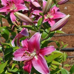 Vibrant pink lilies with green leaves and buds.