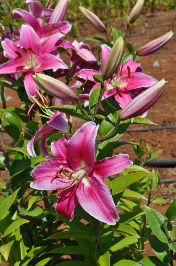 Vibrant pink lilies with green leaves and buds.