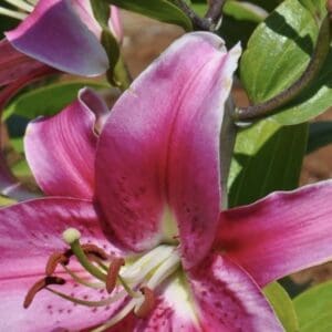 Vibrant pink lily with a green leaves