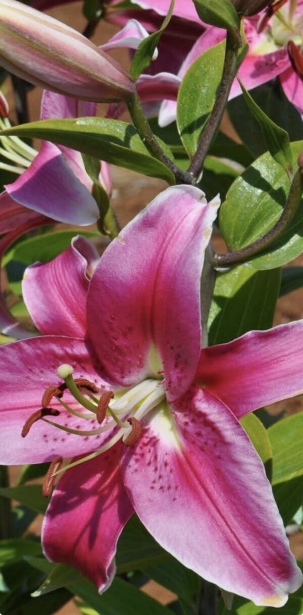 Vibrant pink lily with a green leaves