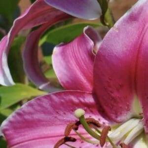 Close-up of pink lily flower petals