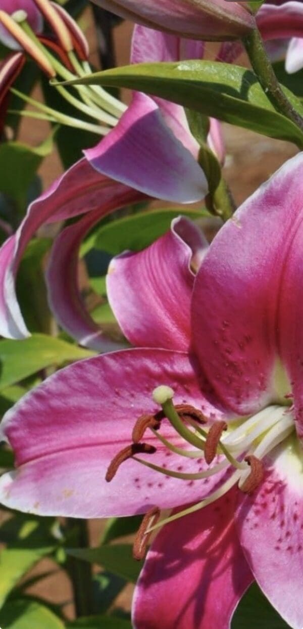 Close-up of pink lily flower petals
