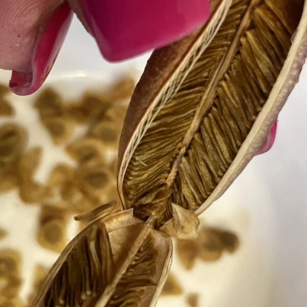 A close-up of a golden feather-shaped container with seeds spilling out.