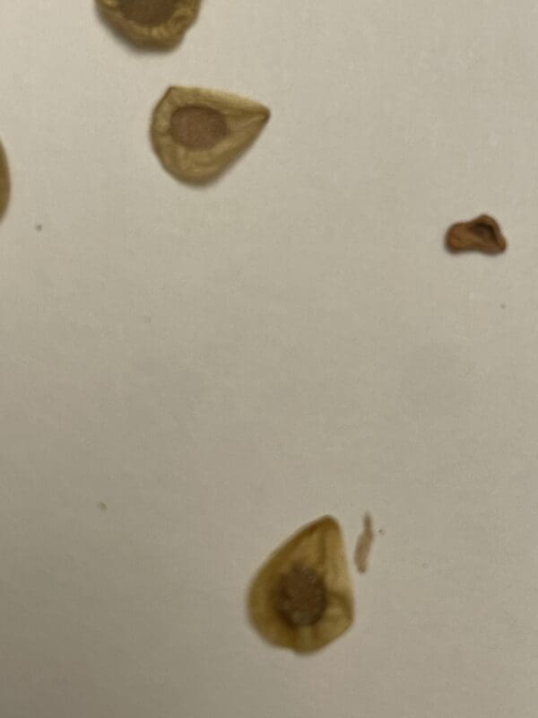 Close-up of several small brown seeds on a white surface.