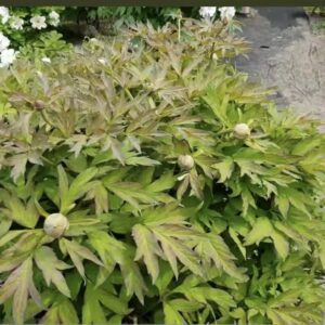 Peony shrub with round unopened buds