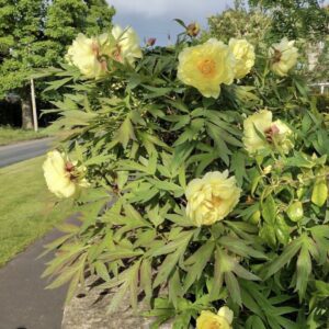 Yellow tree peony bush flowering by roadside